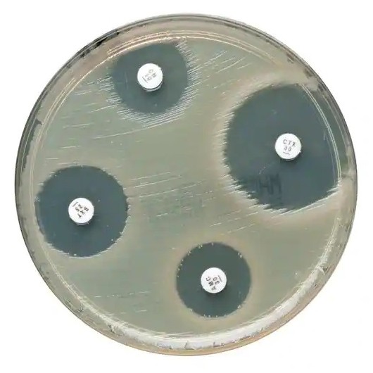 Fosfomycin FOS 200 µg (5x 50 pc., Oxoid)