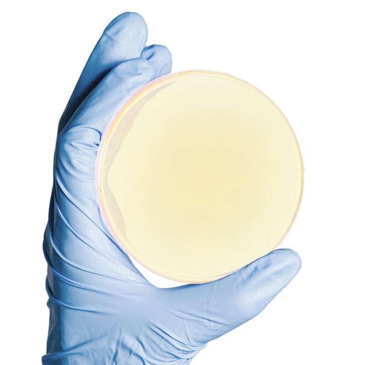 Sabouraud Agar with CMP and Cyclohex - 20 Pl