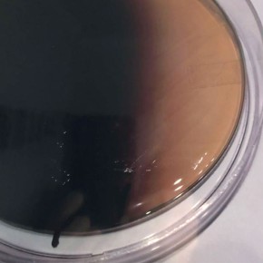 enterococcosal agar (20 pl.)